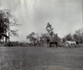 Horses and grooms, India, 1910 (c)