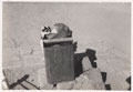 A cat and a dog, survivors of the earthquake in Quetta in 1935