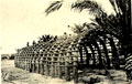 Arched reed hut, Mesopotamia, 1915 (c)
