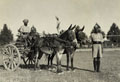 'A.T. Cart', '4th Battalion', 1938 (c)