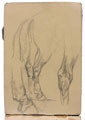 Anatomical sketch of the hind legs of horses, no date.