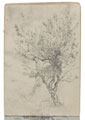 Sketch of a tree, no date