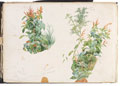 Studies of plants, no date