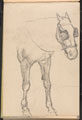 Sketch of horse with blinkers, 1879 (c)