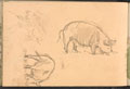 Studies of pigs foraging, no date