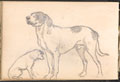 Studies of dogs, no date