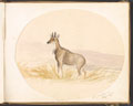 'Nylgyhe', 'Rajpootana', nilga antelope, 1859