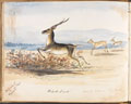 '"Black Buck" one of 500 in the herd', 1858
