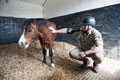 A farrier major with 'Trooper Emrys Forlan Jones', regimental mascot of 1st The Queen's Dragoon Guards, 2016
