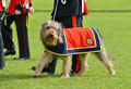 'George' the Otterhound, 'stand in' mascot of the 1st Battalion Royal Regiment of Fusiliers, 2016
