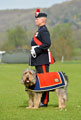 A sergeant of the 1st Battalion Royal Regiment of Fusiliers with the unit's 'stand in' mascot, 'George' the Otterhound, 2016