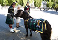 Queen Elizabeth II meets Pony Major Corporal Mark Wilkinson, Royal Regiment of Scotland, and regimental mascot, 'Cruachan IV', 2016