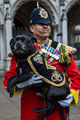 'Watchman', the mascot of the Staffordshire Regiment, Westminster Abbey, 2016