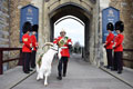 'Shenkin', the regimental goat of the 3rd Battalion The Royal Welsh, Cardiff Castle, 2016