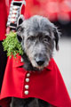 'Domhnall', the Irish Wolfhound mascot of the Irish Guards, 2017