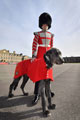 'Domhnall', the Irish Wolfhound mascot of the Irish Guards, 2017