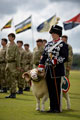 'Ramrod D'Arcy the Third', the regimental mascot of the Royal Wessex Yeomanry, Bovington, 2014