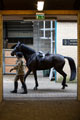 A gunner from King's Troop, Royal Horse Artillery exercising a horse at Woolwich Barracks, 2015
