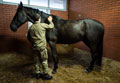 A gunner from King's Troop, Royal Horse Artillery grooms 'Jameson', at Woolwich Barracks, 2015