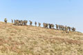 Platoon Commanders Course, Infantry Battle School, Wales, 2017