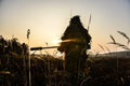 Sniper from the 1st Battalion The Princess of Wales's Royal Regiment training in Germany, 2015