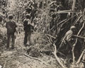 Marines advancing through the jungle, Saipan, 24 June 1944