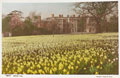 'Trent. Daffodil Time', 1943-1945 (c)