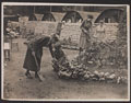 Members of Queen Mary's Army Auxiliary Corps tending a vegetable plot in camp, 1918 (c)