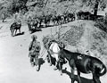Mule transport moves along the Ngakyedauk Pass road, Burma, February 1944