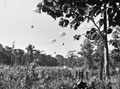 'A Mule in Difficulties', Burma, 18 October 1944