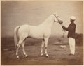 Lieutenant-General Sir Frederick Sleigh Roberts's horse, 'Vonolel', 1885 (c)