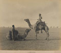Indian Army camel sowars, 1902 (c)