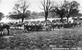 Hertfordshire Yeomanry watering horses at camp, 1906