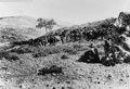 Australian cavalry waiting just outside Nablus, 1918