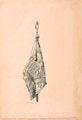 The Poona Horse Standard, 1910 (c)
