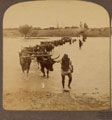 Fording the Modder with British Army supplies, South Africa, 1901