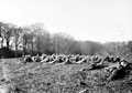 'Second flap', 3rd County of London Yeomanry (Sharpshooters), Thoresby, Nottinghamshire, 1940