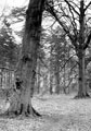 Thoresby Park, Nottinghamshire, 1940