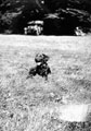 A dog at the 3rd County of London Yeomanry (Sharpshooters) camp, Rushton, Northamptonshire, 1940