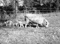 'Spring', Surrey, 1941