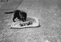 Balu and her kittens, Surrey, 1940-1941 (c)