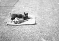 Balu and her kittens, Surrey, 1940-1941 (c)