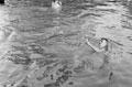 'Swimming sports', 3rd County of London Yeomanry (Sharpshooters), Wiltshire, 1941