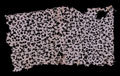 Lace from the boot of King William III, Battle of the Boyne, 1690