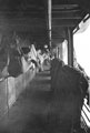 'Reveille', 3rd County of London Yeomanry (Sharpshooters) on board HMT Orion en route to Egypt, 1941