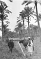 'Farming Methods', Amiriya, Egypt, 1941