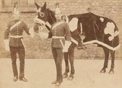 A horse of the 3rd (Prince of Wales's) Dragoon Guards prepared for the funeral of the Duke of Clarence, 20 January 1892