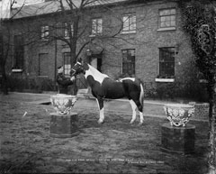 The Old Drum Horse, 1st Life Guards, 1895 (c)