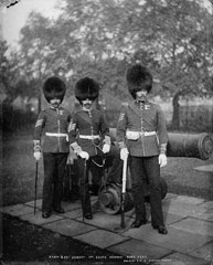 Staff and Colour Sergeants, 1st Battalion Scots Guards, full dress, glass negative, 1895 (c)