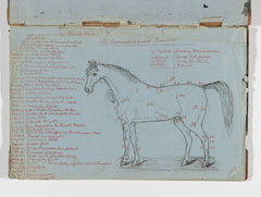 Army Book 129 on horse management by Professor Butler, Army Veterinary School, Aldershot, 4 March to 20 April 1895